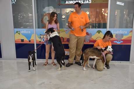 El albergue provincial de animales realiza 71 adopciones y 7 acogidas temporales durante la primera mitad del año