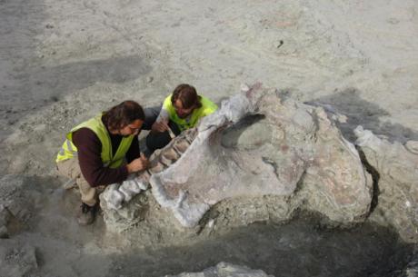 Descubren en Lo Hueco un nuevo titanosaurio: Qunkasaura pintiquiniestra, de 20 metros y 15 toneladas