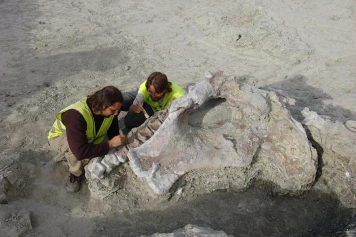 Descubren en Lo Hueco un nuevo titanosaurio: Qunkasaura pintiquiniestra, de 20 metros y 15 toneladas