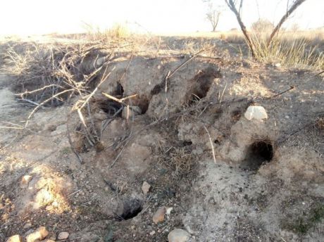 Se declara la emergencia cinegética temporal por sobrepoblación de conejos