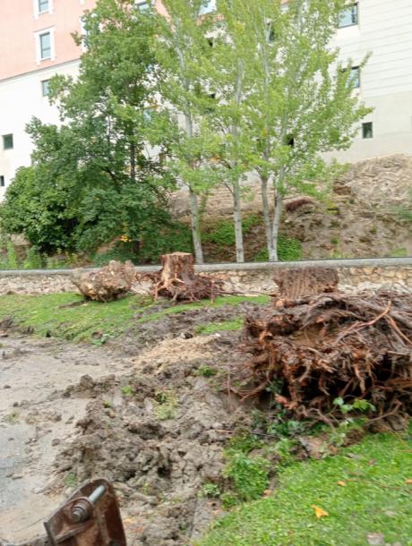 El Ayuntamiento de Cuenca destruye árboles y contamina