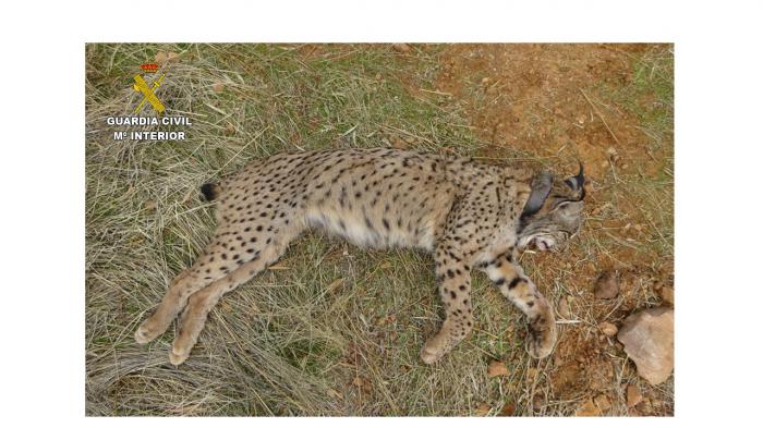 El SEPRONA investiga a un cazador por la muerte de un lince ibérico