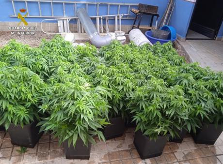 La Operación Lorcairen de la Guardia Civil desmantela tres puntos de cultivo y venta de marihuana