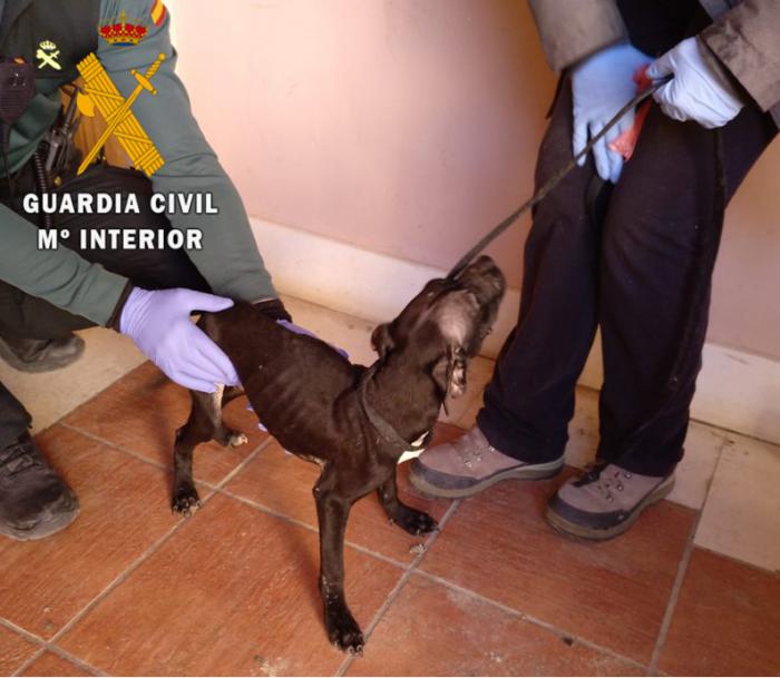 La Guardia Civil ha investigado a una persona por un delito de maltrato animal con resultado de muerte