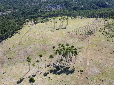 Se invertirán 442.000 euros en la recuperación de 107 hectáreas de monte afectadas por los incendios forestales de 2009