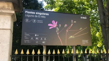 Llega a la Diputación la exposición Plantas singulares de la Laguna de El Hito