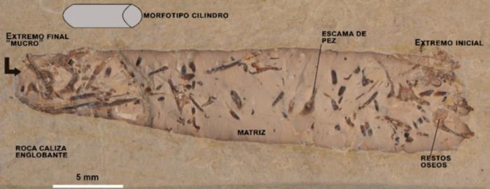Fotografía de un coprolito cilíndrico de Las Hoyas, mostrando algunos de los elementos más importantes estudiados y que podría ser atribuido a un animal anfibio o terrestre carnívoro