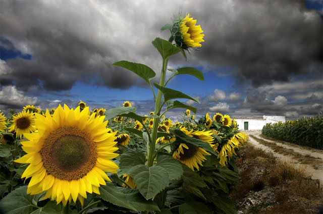 ASAJA de Cuenca anima a los agricultores a acogerse a la nueva línea agroambiental para el girasol