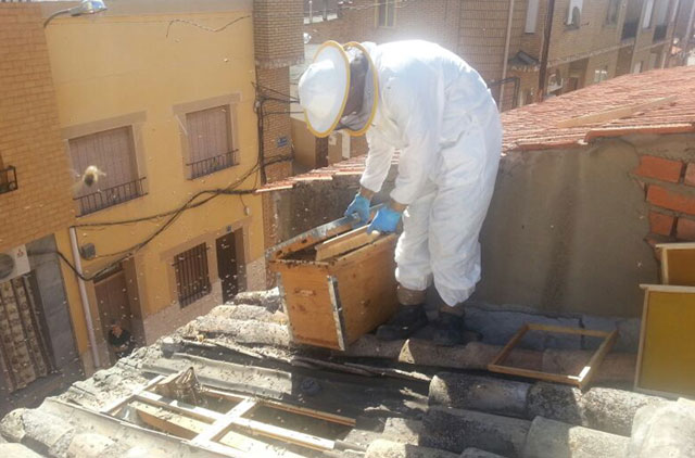  Los bomberos del Cuenca 112 realizan una treintena de intervenciones relacionadas con enjambres de abejas en apenas un mes