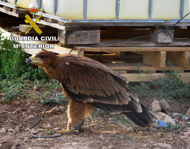 La Guardia Civil recupera un Águila Imperial Ibérica en Cinco Casas y detiene a su propietario