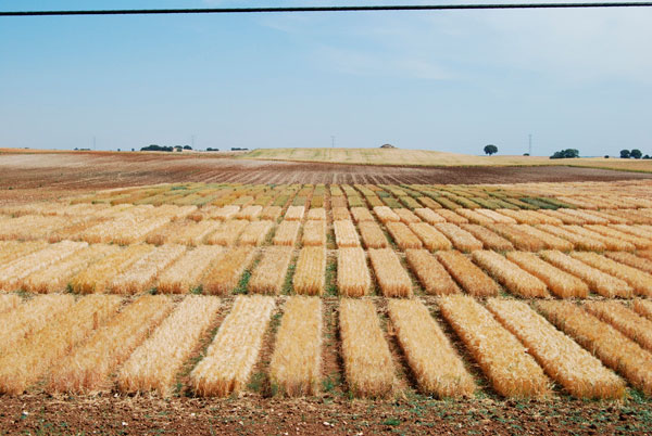 La Consejería de Agricultura abre el plazo para solicitar el borrador de la PAC