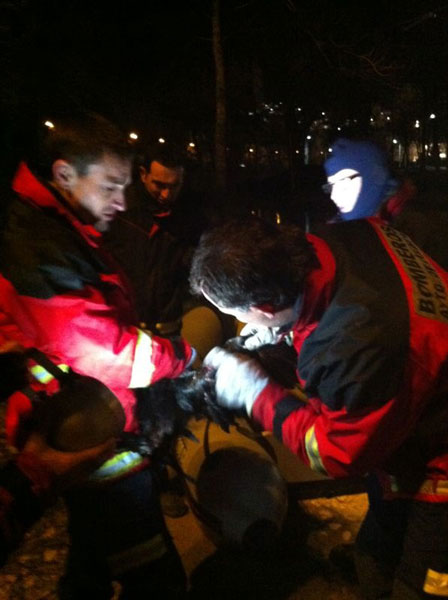 Bomberos de Cuenca rescatan a un cormorán del río Júcar