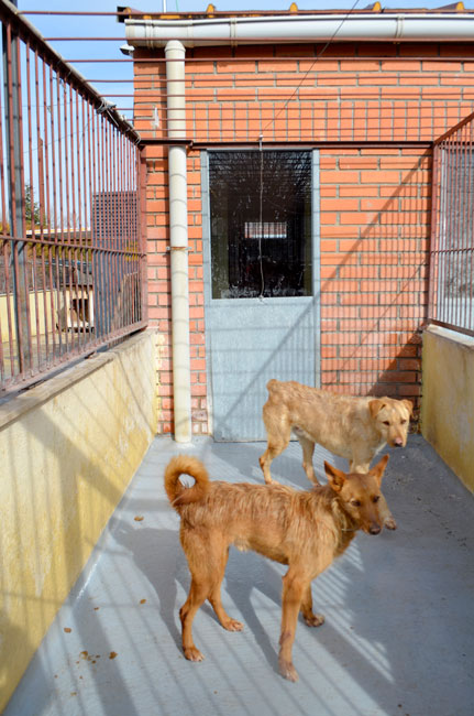 Concluida la rehabilitación del edificio principal del Albergue Provincial de Animales