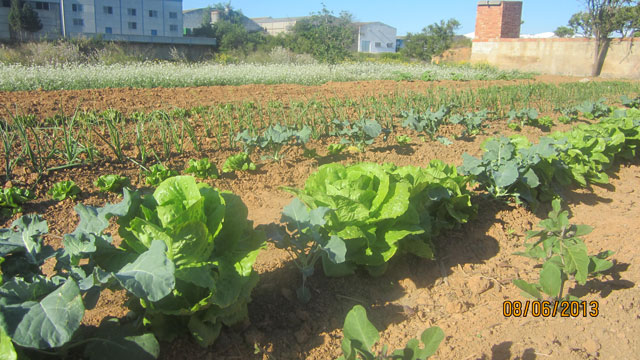 Un conquense promueve una Academia On-line de horticultura ecológica