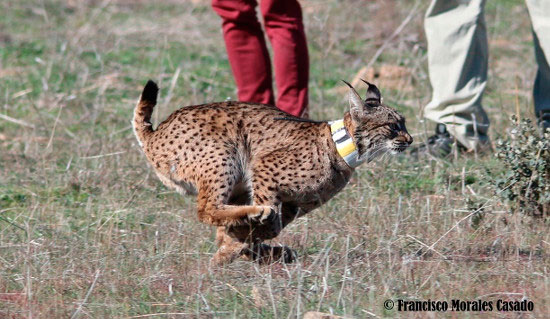 El futuro del lince ibérico pasa por su reintroducción en la  región mediterránea