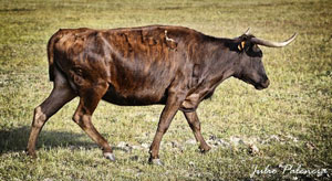 Primer contacto con las vacas de San Mateo