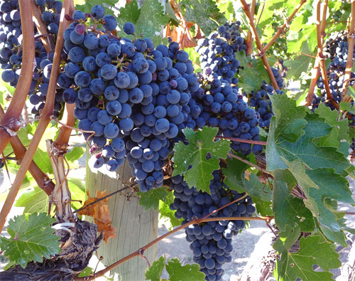 Primer encuentro de elaboradores de vino ecológico en cuevas de la Alcarria