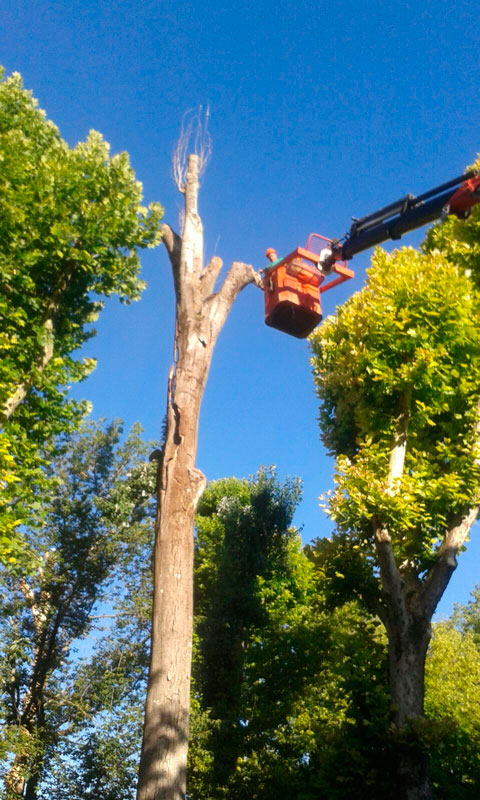 Retirados tres árboles secos del Parque San Julián 