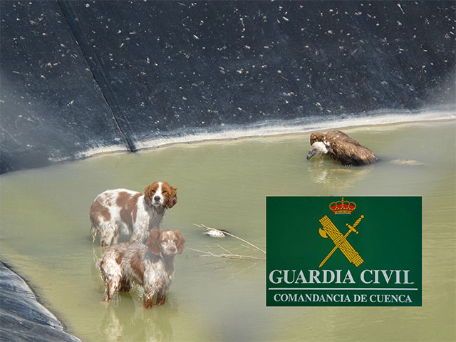 La Guardia Civil rescata un buitre leonado