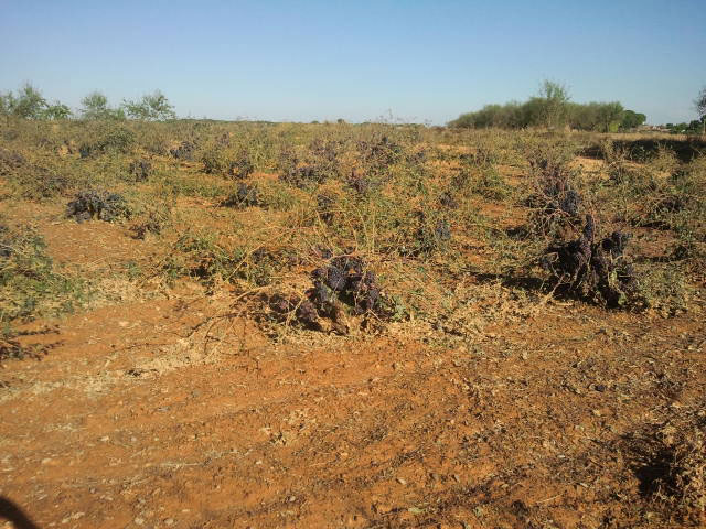 Las últimas tormentas provocan serios daños en el viñedo de la Manchuela