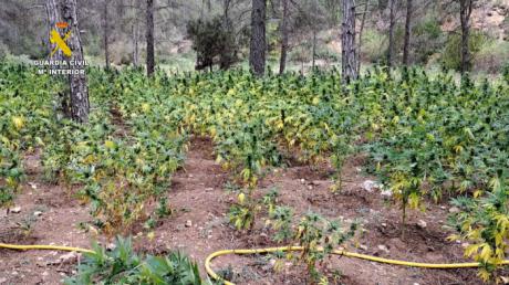 Desmantelan una plantación de más de 8.500 plantas de marihuana en Cuenca