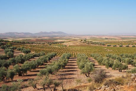 Castilla-La Mancha está trabajando para tomar medidas que palíen los daños ocasionados por la sequía en el sureste de la región