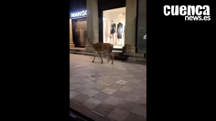 Un ciervo desorientado sorprende paseando por el centro de Cuenca